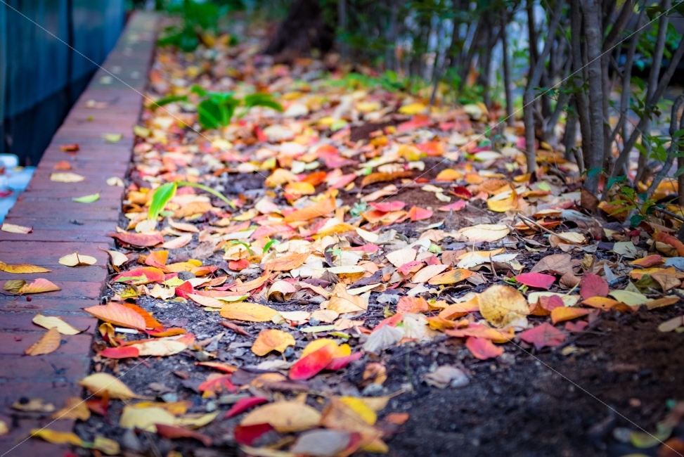 단풍,낙엽,가을,등산,가을등산,단풍구경,자연,나뭇잎,단풍잎,가을,계절,fall,autumn,season,plant,식물,leaf,잎,ground,바닥