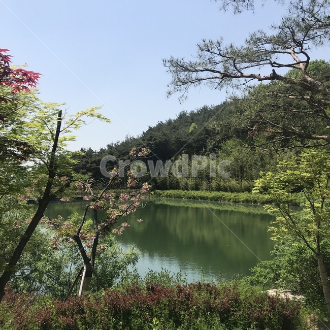 나무,식물,물,자연,강