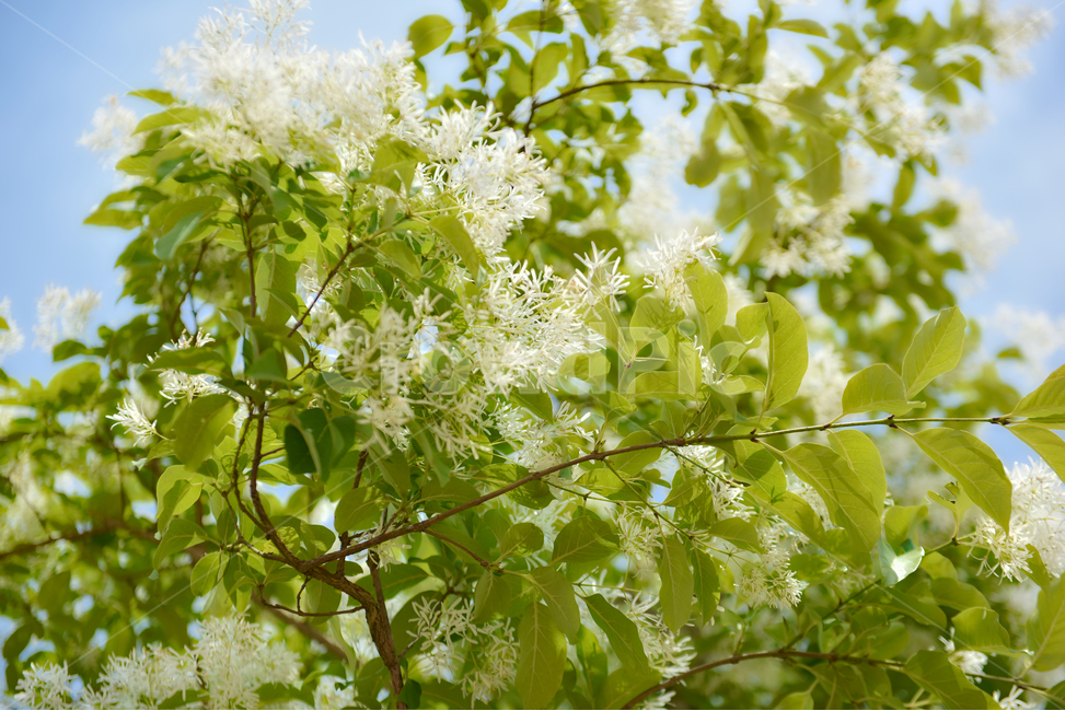 꽃,자연,접사,힐링,신선함,season,plants,nature,flower,sensible,feeling,색깔,색상,색채,색감,colorsense,colorsensitivity,feelingofcolor,감성,평온함,느낌,휴식,녹색