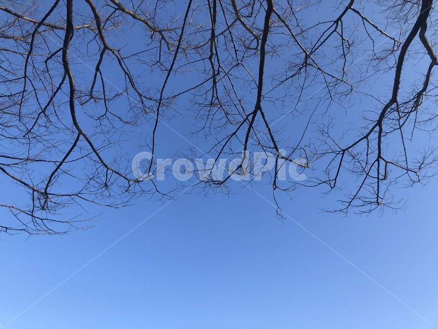 나무,tree,식물,나무줄기,plant,하늘,봄,여름,맑은하늘,풍경,낮,감성,겨울,날씨,treetrunk