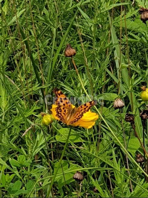 호랑나비,나비날개,자연,곤충,butterfly