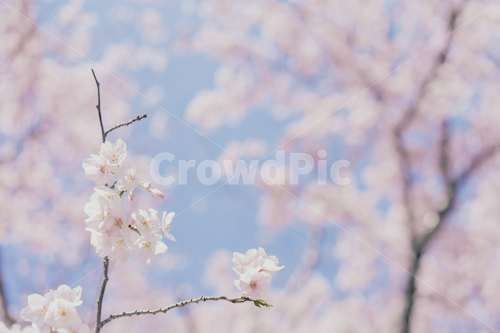 cherryblossom,벚꽃,봄,봄꽃,blossom,plant,식물,봄,계절,spring,season,식물,자연,plants,nature,꽃,flower