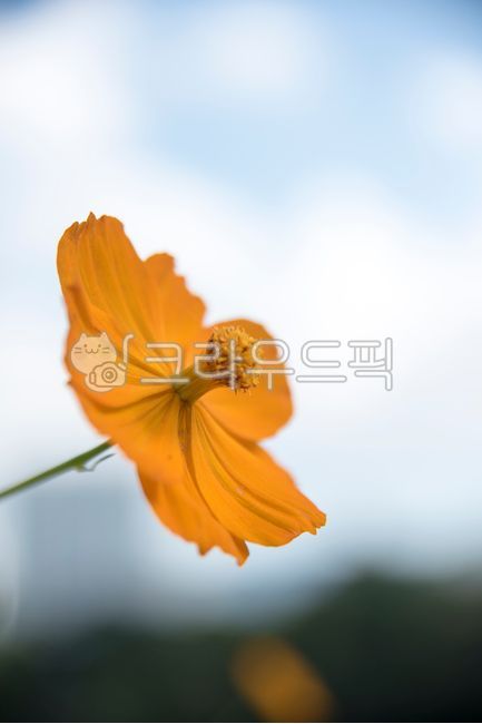 nature,flower,pollen,close up,outdoor,garden,season,autumn,autumn background,sunlight,light,plant,day,yellow,yellow cosmos,petal,pistil,stamen,wild,botany,macro,beauty,fragrance,sky,full bloom