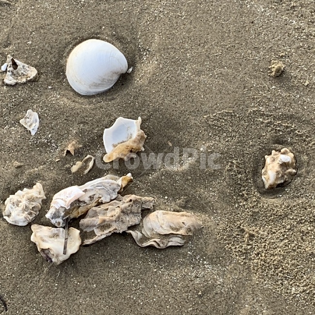 바다,모래,자갈,감성사진,감성,seashell,sealife