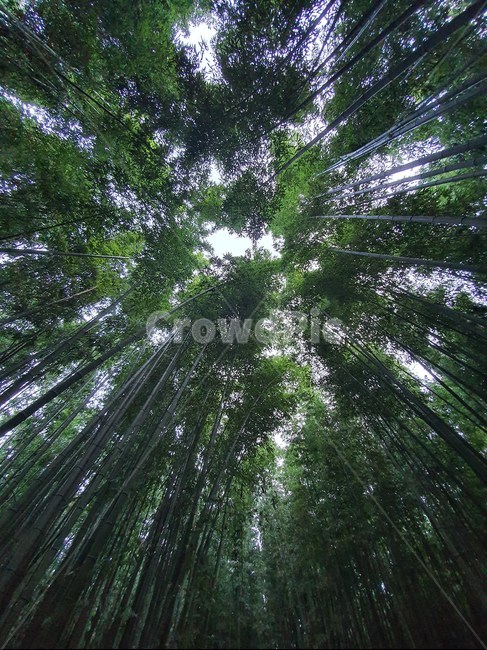 plant,식물,대나무,나무,숲,자연,풍경,nature,landscape