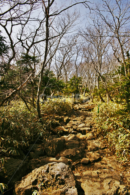탐방로,등산로,현무암,조릿대,숲,나무,한라산,한라산국립공원,제주도,자연,성판악코스