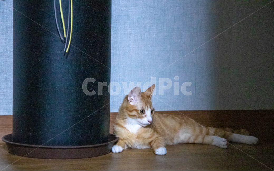 아기고양이,치즈고양이,집고양이,치즈태비,코리안숏헤어,화분,동물,animal,포유류,mammal,고양이,cat,kitten,kitty