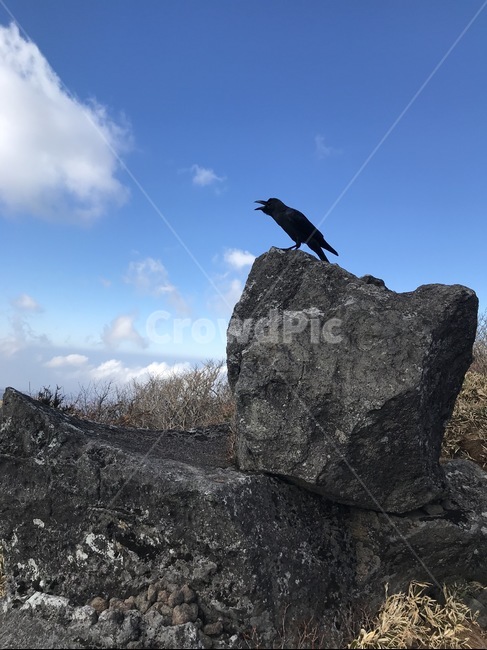 까마귀,한라산,한라산까마귀,한라산중턱,한라산경치,한라산풍경,제주도한라산