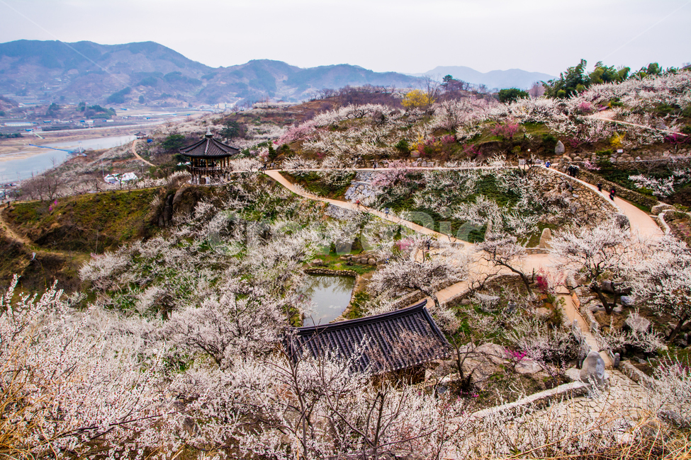봄,꽃,매화,청매실농장,광양,초가집,한국,전통,봄,계절,spring,season,자연,풍경,nature,landscape,한국자연풍경,한국자연경관,korea nature landscape,사람들,대중,군중,other people,crowd,outdoors,옥외