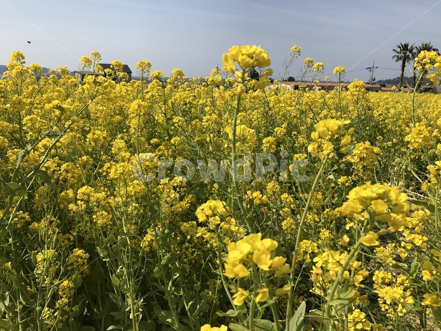 제주도,봄,유채꽃,유채,노랑,식물,자연,plants,nature,꽃,flower