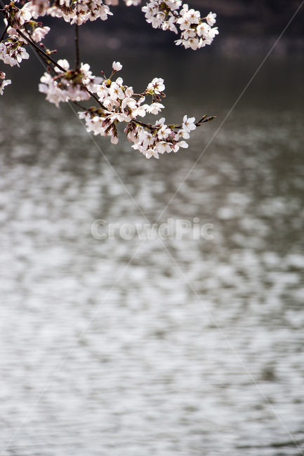 꽃,벚꽃,연못,호수,벚나무,봄,봄꽃,봄,계절,spring,season,plant,식물