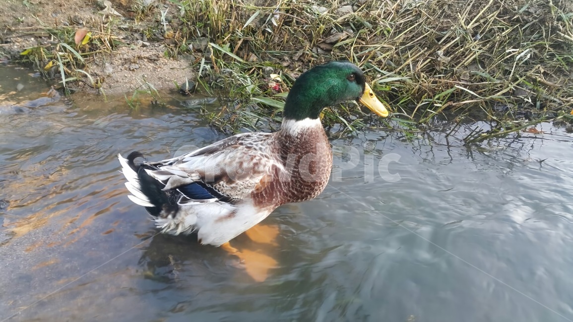 오리,청둥오리,청동오리,조류,동물,자연,duck,동물,animal,조류,새,birds