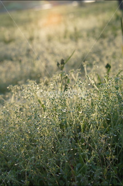아침,햇빛,따사로움,식물,나무,풀,봄,식물,자연,plants,nature,감성,sensible,feeling,휴식,힐링,rest,relaxation,healing