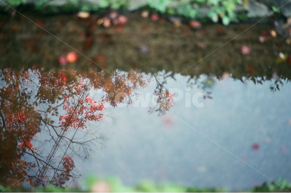 반영,반영사진,나뭇잎,단풍,하늘,가을,계절,fall,autumn,season,자연,풍경,nature,landscape,감성,sensible,feeling,plant,식물
