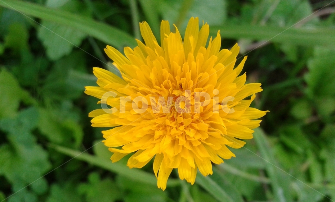plant,식물,blossom,꽃,flower,yellow,식물,자연,plants,nature,꽃,flower