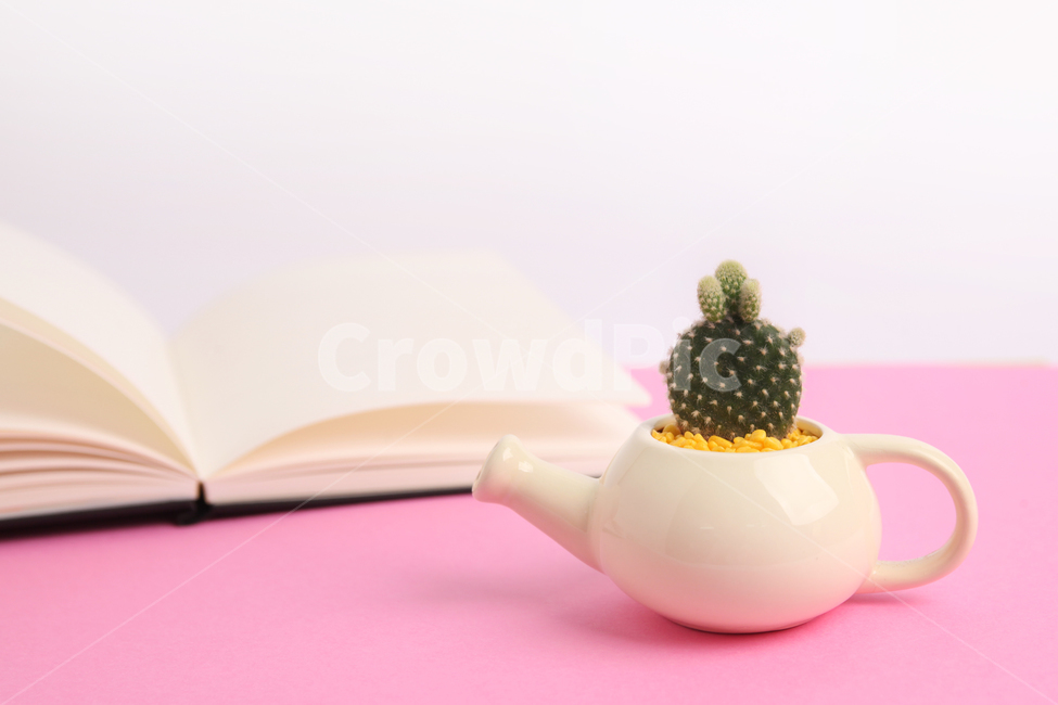 선인장,다육식물,다육이,봄,반려식물,식물,자연,plants,nature,실내용화초,화분,화초,house plant,색깔,색상,색채,색감,color sense,color sensitivity,feeling of color,사물,물건,오브젝트,thing,object,matter,연출,컨셉,콘셉,direction,concept