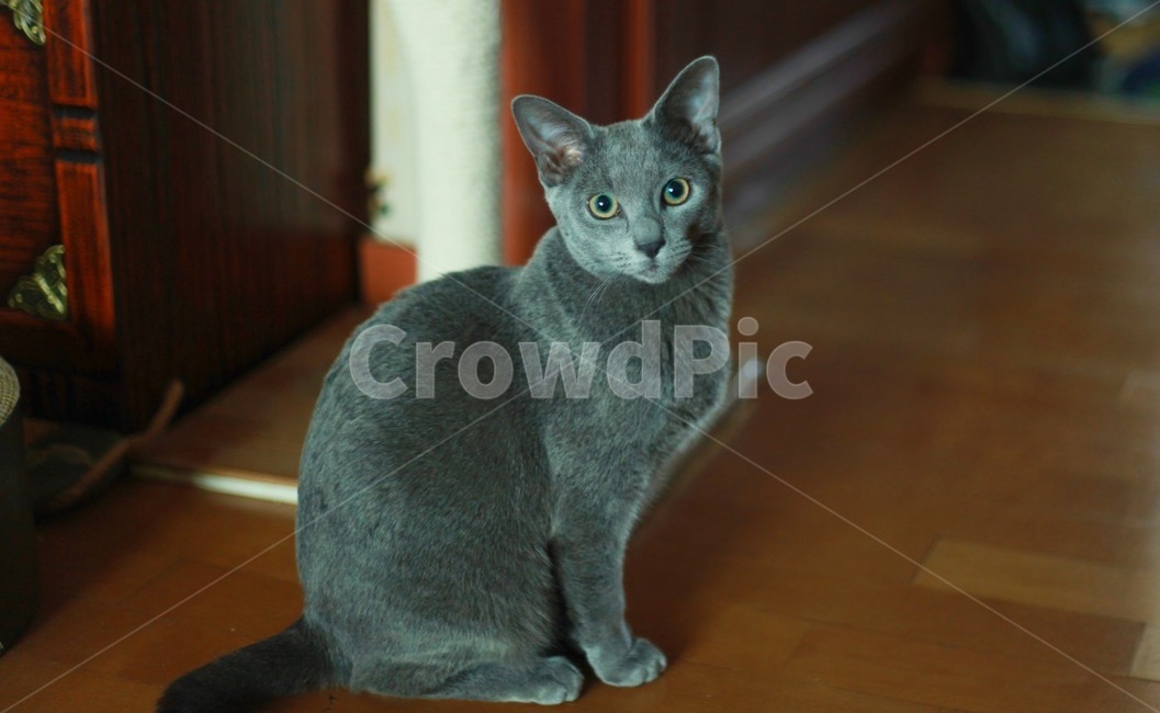 고양이,냐옹이,냐옹,터키쉬앙고라,러시안블루,cat,turkishangora,russianblue,동물,애완동물,반려동물,집사