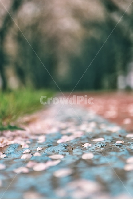 낙화,꽃잎,벚꽃,꽃,봄,감성,벚꽃터널,분위기,봄,계절,spring,season,꽃,flower,감성,sensible,feeling,gravel,자갈,dirt road,흙길,road,도로
