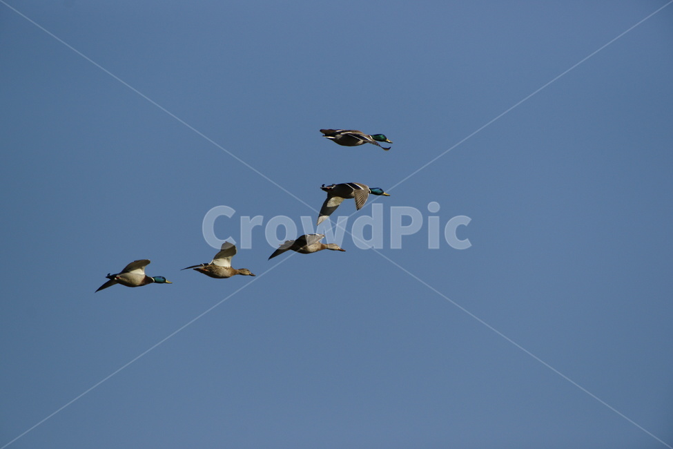 청둥오리,비행,푸른하늘,철새,오리,동물,animal,조류,새,birds