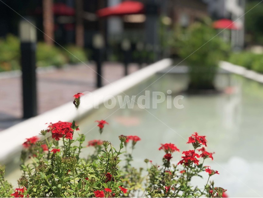 정원,제라늄,flower,plant,식물,blossom,꽃,카페,식물,자연,plants,nature,꽃,flower