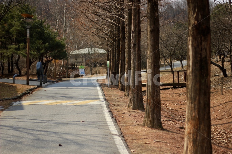 가로수,풍경,메타세콰이어,배경,수목원,겨울,계절,winter,season,자연,풍경,nature,landscape,asphalt,아스팔트,plant,식물,tree,나무,road,도로