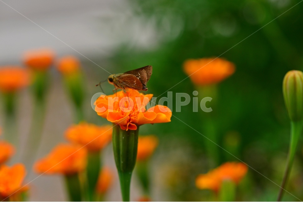 insect,곤충,plant,식물,invertebrate,무척추동물,animal,동물,꽃,나비