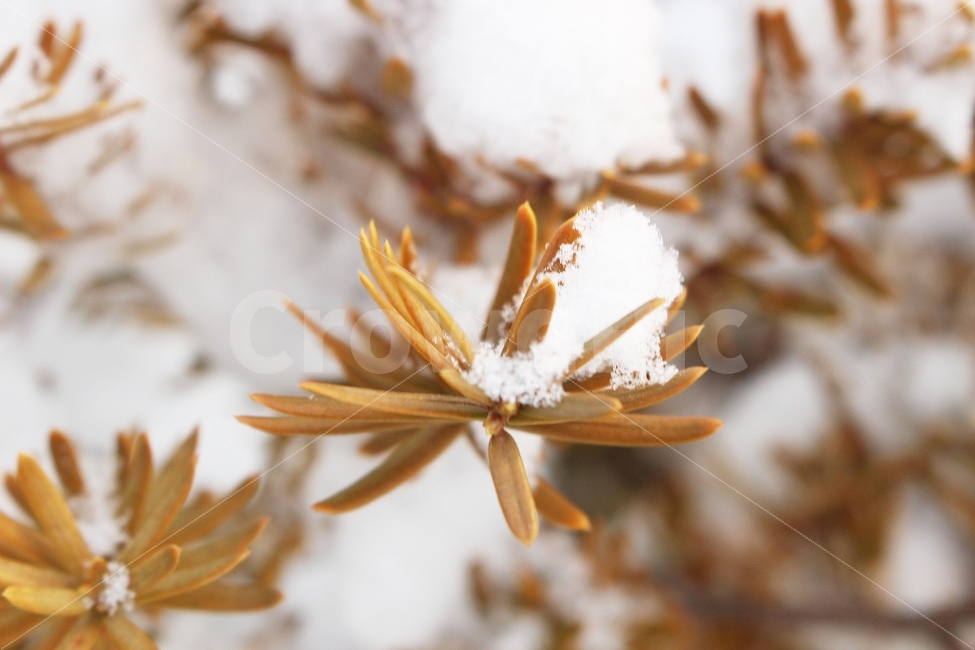 눈,설경,하얀,하얀색,전경,눈송이,나무,나뭇가지,잎,식물,자연,plants,nature,겨울,계절,winter,season