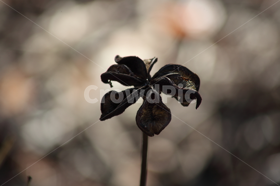 씨앗,종자,번식,식물,seed,식물,자연,plants,nature