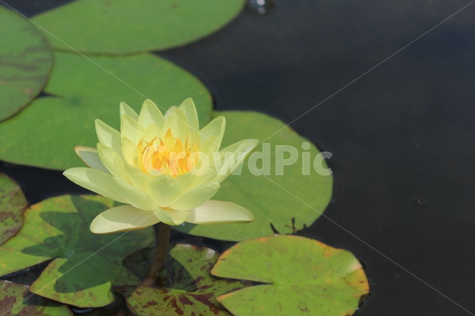 연꽃,연,연못,불교,부처,분홍,연근,진흙,식물,자연,plants,nature,꽃,flower