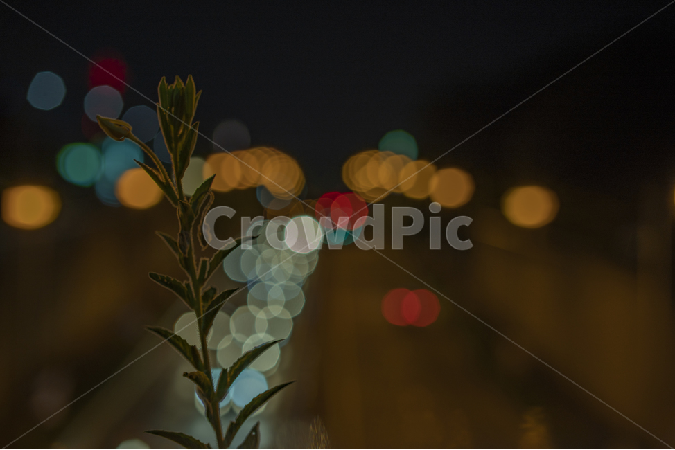 잡초,보케,bokeh,빛망울,분위기,감성,야경,밤,풍경,nightscape,night,landscape,식물,자연,plants,nature,감성,sensible,feeling,flare,플레어,light,빛