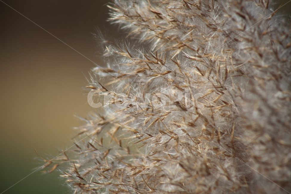 식물,풀,잡초,갈대,commonreed,식물,자연,plants,nature
