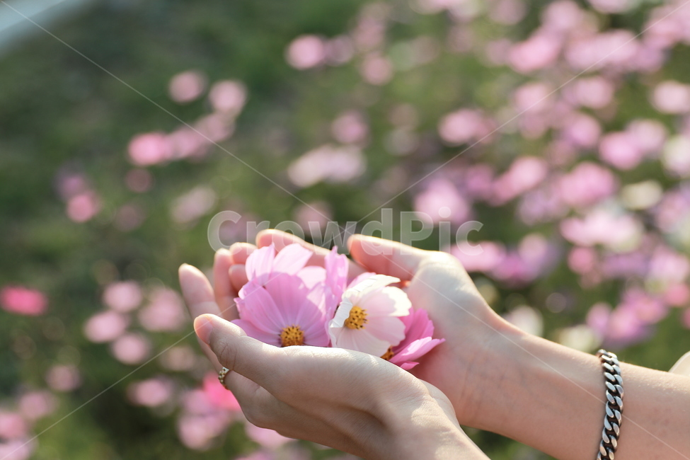 코스모스,여자손,꽃,보케,가을,플레어,빛,가을,계절,fall,autumn,season,꽃,flower,감성,sensible,feeling,plant,식물