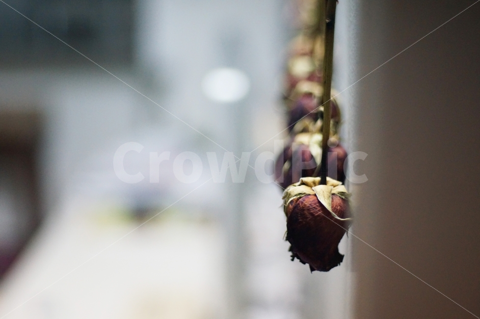 장미,드라이플라워,조화,꽃,정물,사물,감성,고독함,감정표현,DryFlower,Objet,식물,자연,plants,nature,꽃,flower