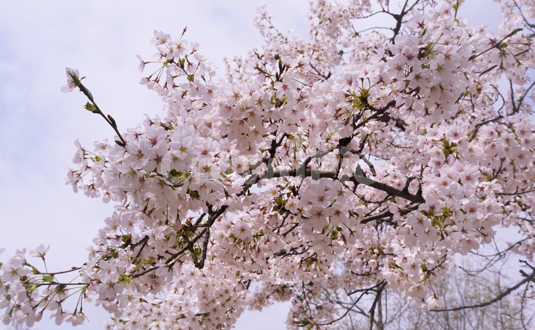 벚꽃,꽃,봄,식물,blossom