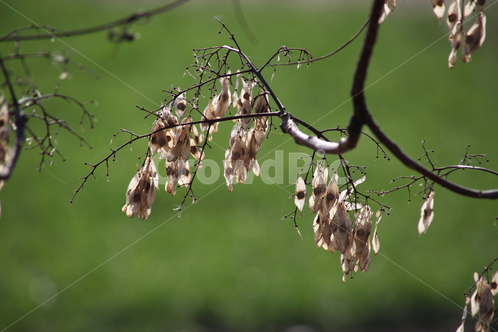가죽나무,식물,종자,treeofheaven,seed,식물,자연,plants,nature