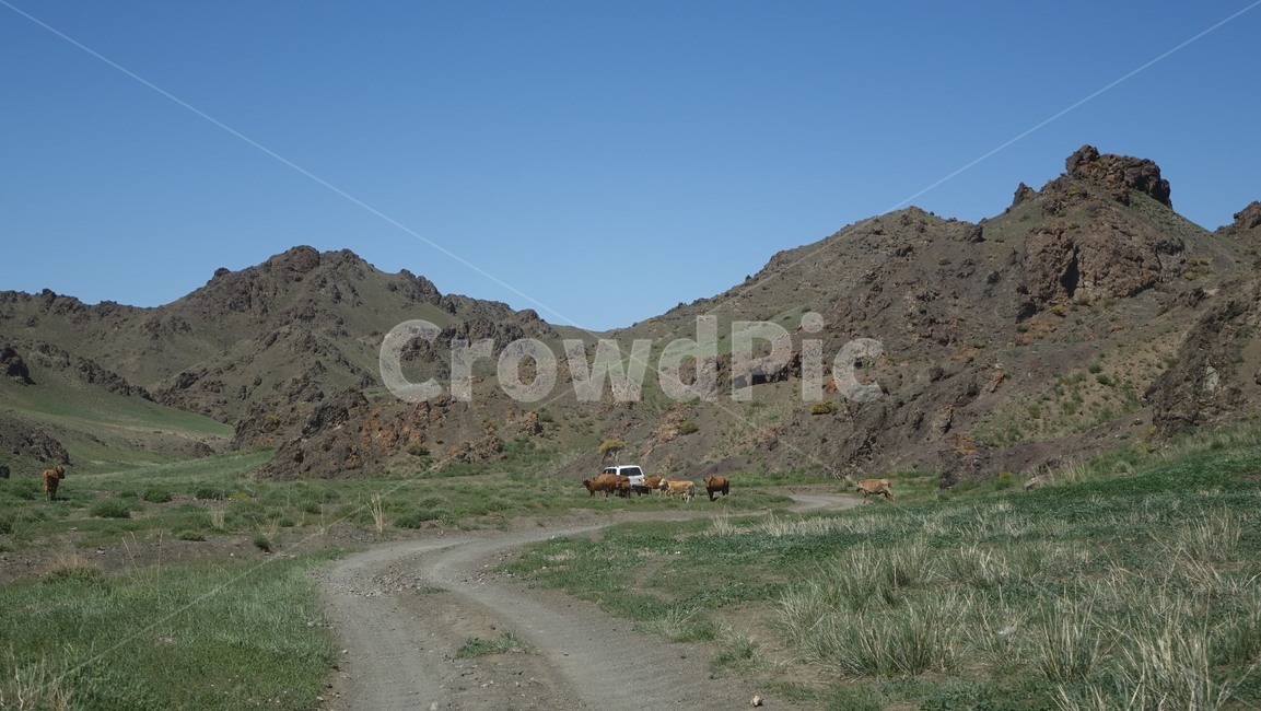horizon,지평선,벌판,초원,field,road,도로,gravel,자갈,dirtroad,가축,오프로드,offroad,outdoors