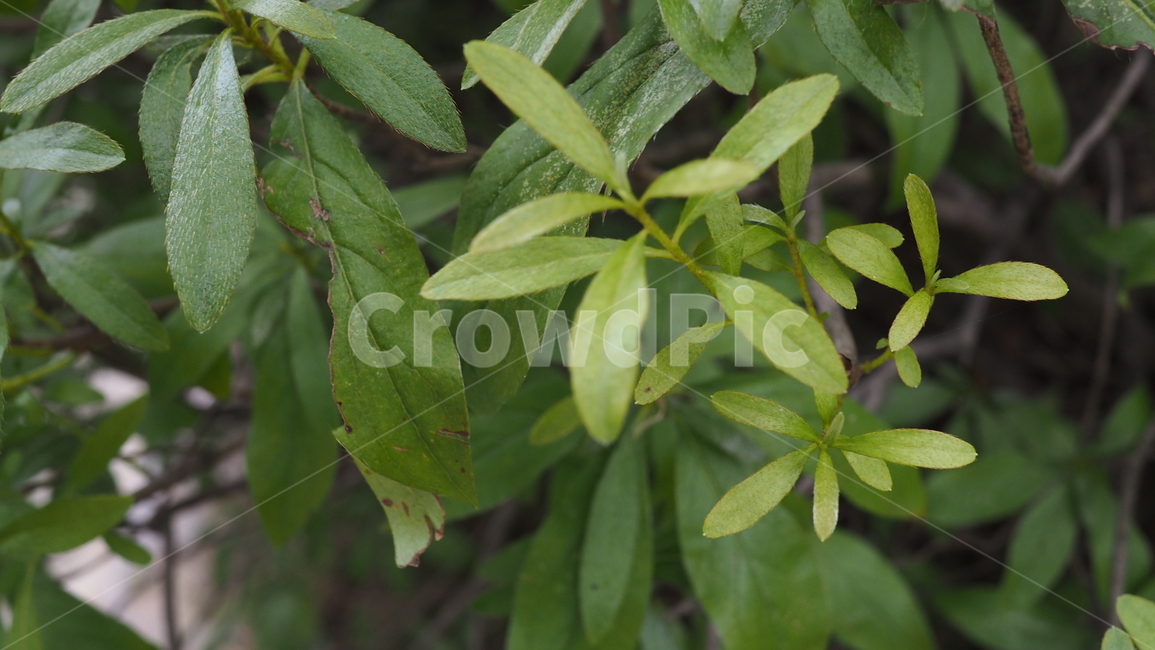 야생식물,그린,잎사귀,leaf,plants