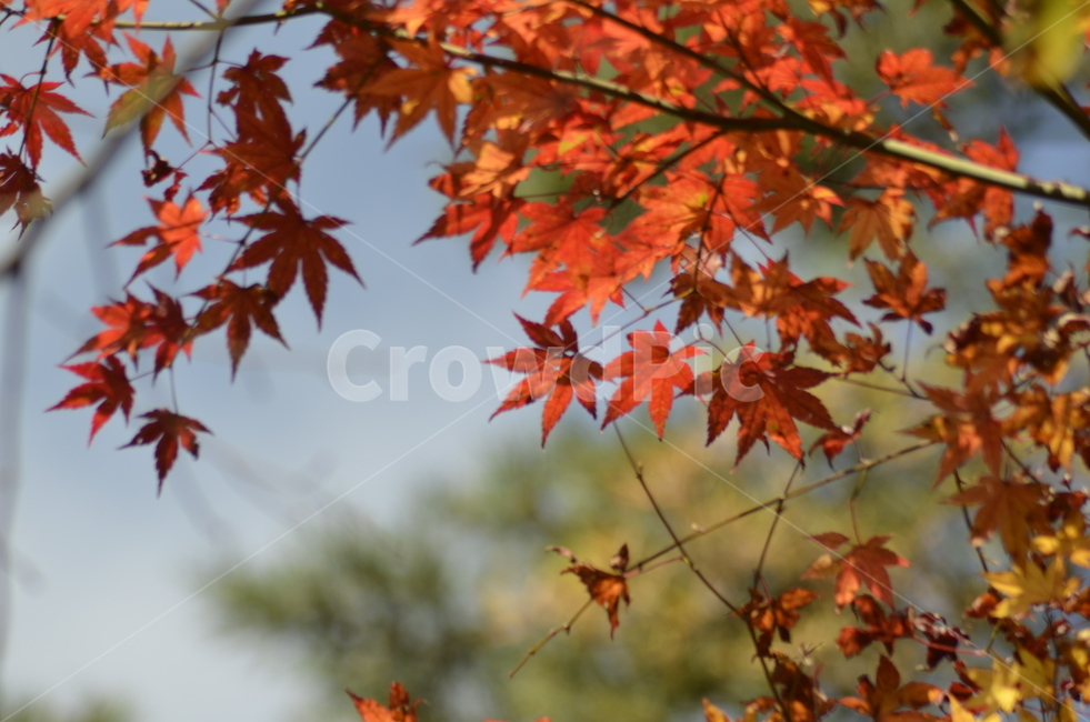 잎,식물,단풍,maple,leaf,나무,tree,가을,가을,계절,fall,autumn,season