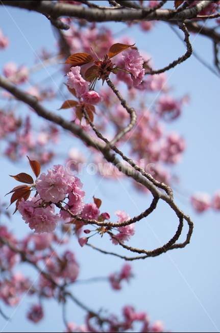 겹벚꽃,왕벚꽃,핑크,봄,하늘,풍경,봄,계절,spring,season,식물,자연,plants,nature,꽃,flower,plant,blossom,cherry blossom,벚꽃
