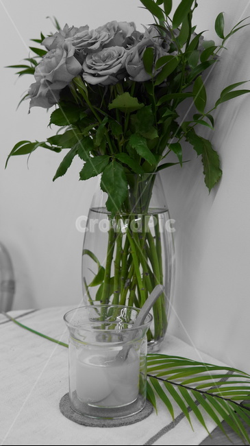 plant,식물,vase,병장식,레몬차