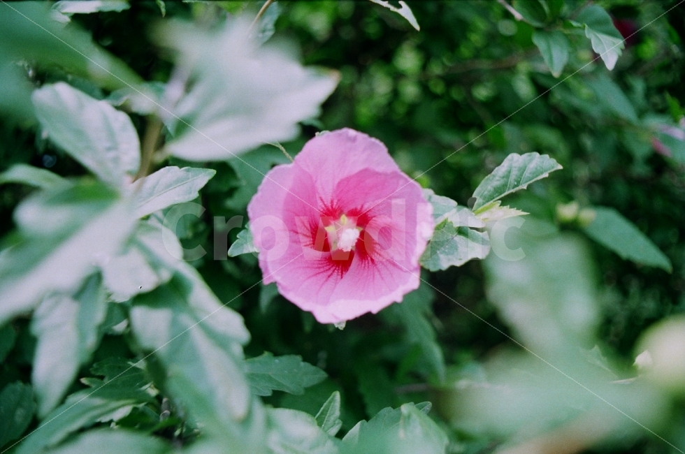 무궁화,꽃,우리나라꽃,자연,flower,roseofsharon,식물,자연,plants,nature,꽃,flower