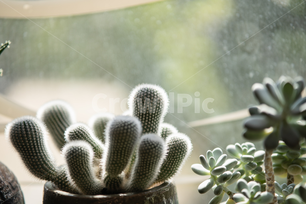 다육이,다육식물,plant,botanical,식물,식물,자연,plants,nature