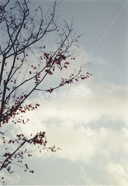 필름,film,감성,식물,plant,나무,tree,하늘,sky,구름,croud,식물,자연,plants,nature,나무,trees,wood