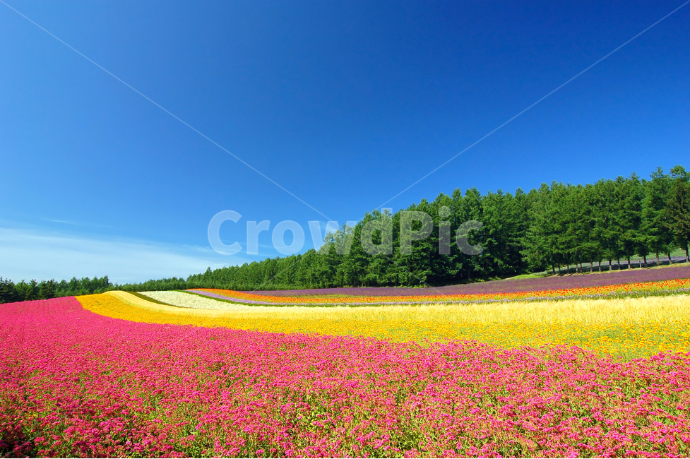 꽃밭,화원,꽃,풍경,배경,백그라운드,하늘,구름,자연,나무,숲,바탕,배경사진,배경이미지,바탕사진,바탕이미지,원예,원예업,칼라,컬러,컬러풀,후라노,북해도,홋카이도,팜토미타,파노라마,관광,여행지,관광지,명소,풍경사진,풍경이미지,자연,풍경,nature,landscape,해외,외국,세계,foreign,oversea,world,세계자연풍경,해외자연풍경,외국자연풍경,world nature landscape,field,들