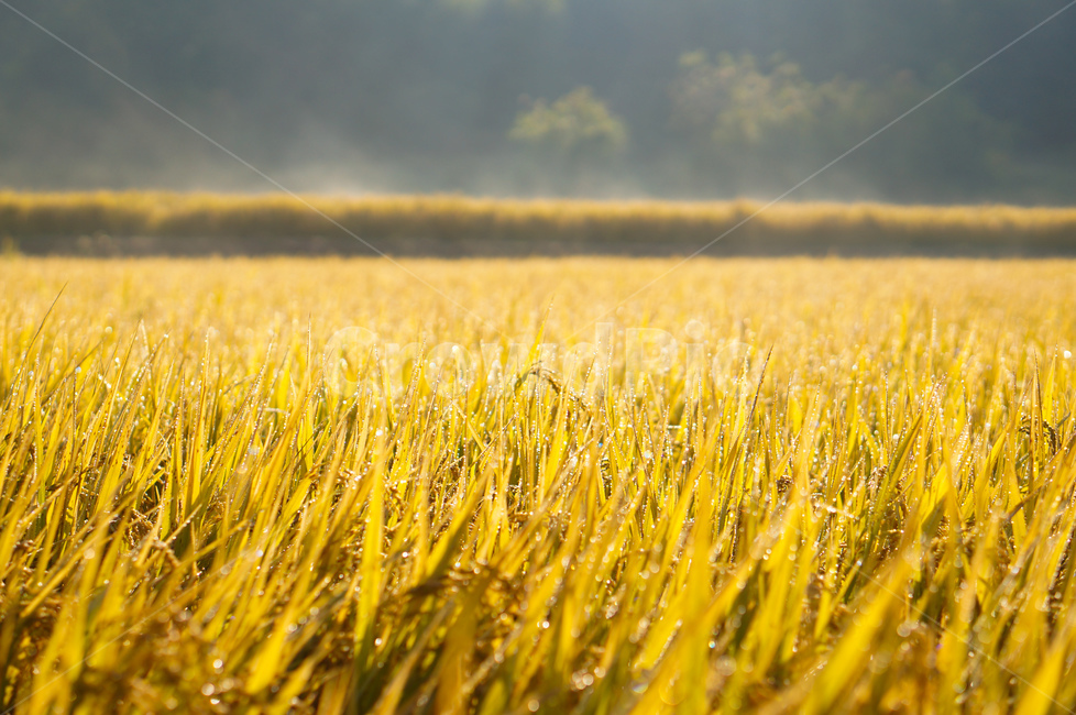 벼,가을,논,빛,햇살,풍경,field,들,outdoors,옥외,grassland,목초지