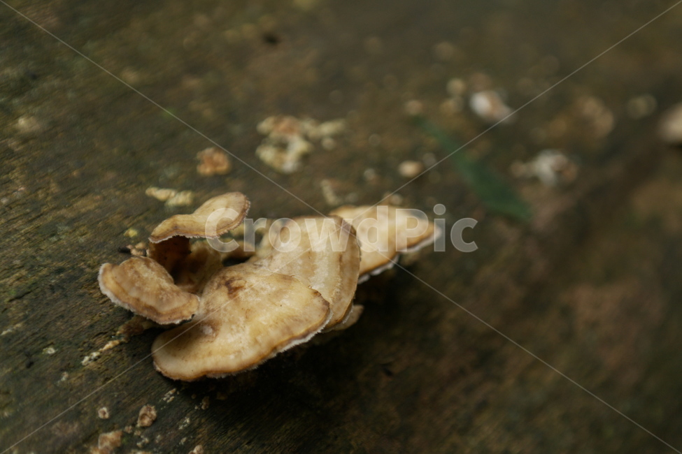 버섯,식물,산,자연,나무,이끼,나무결,접사,그늘,낙엽,가을,버섯,mushroom