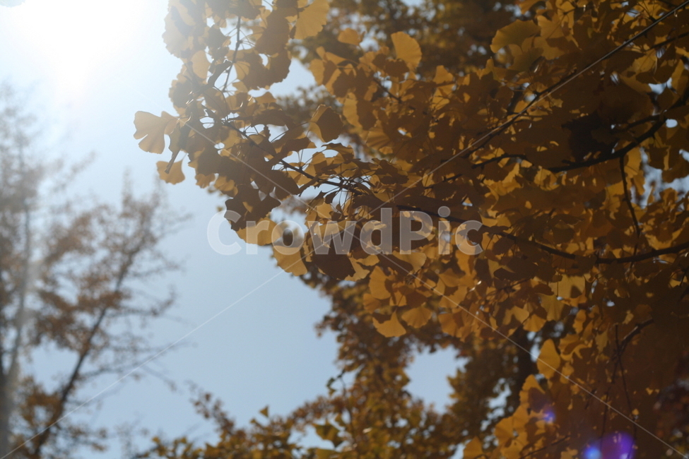 은행나무,그림자,빛,가을,하늘,단풍,나무,은행,은행잎,가을,계절,fall,autumn,season,leaf,잎,plant,식물,tree,light,flare,플레어,sunlight,햇빛