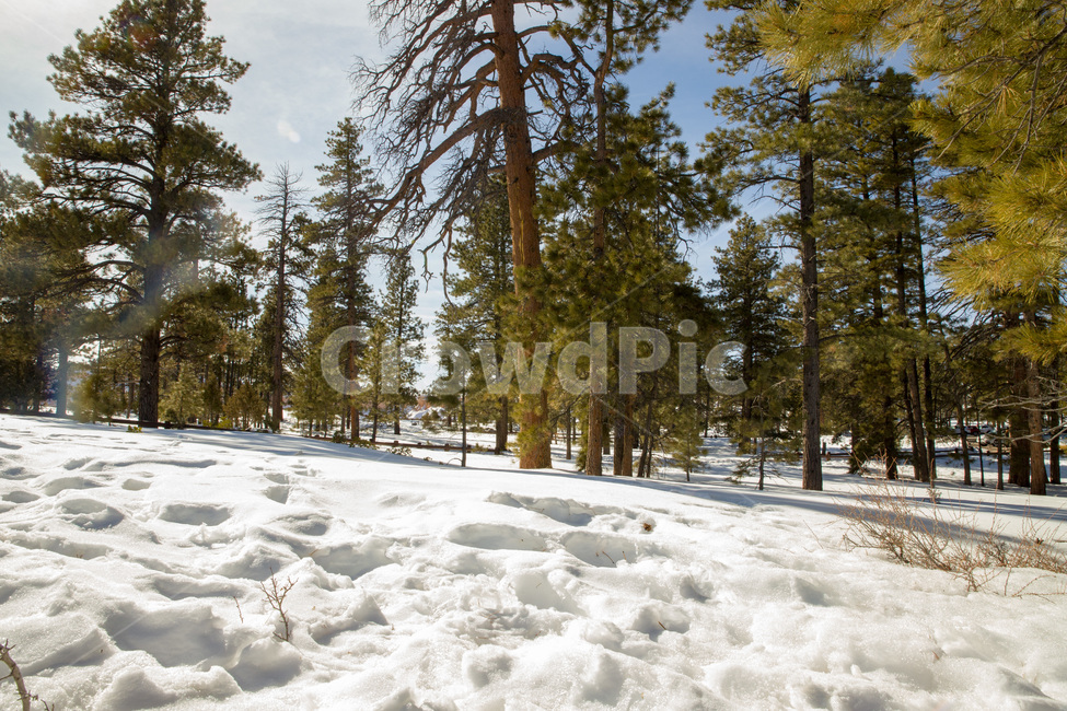 rural,natural,wood,background,beautiful,blue,cold,forest,frost,ice,landscape,light,mountain,nature,outdoor,park,scenic,season,sky,snow,sun,sunlight,sunny,tree,trees,usa,utah,view,white,winter,미국,유타,눈,겨울,자연,나무,야외,숲