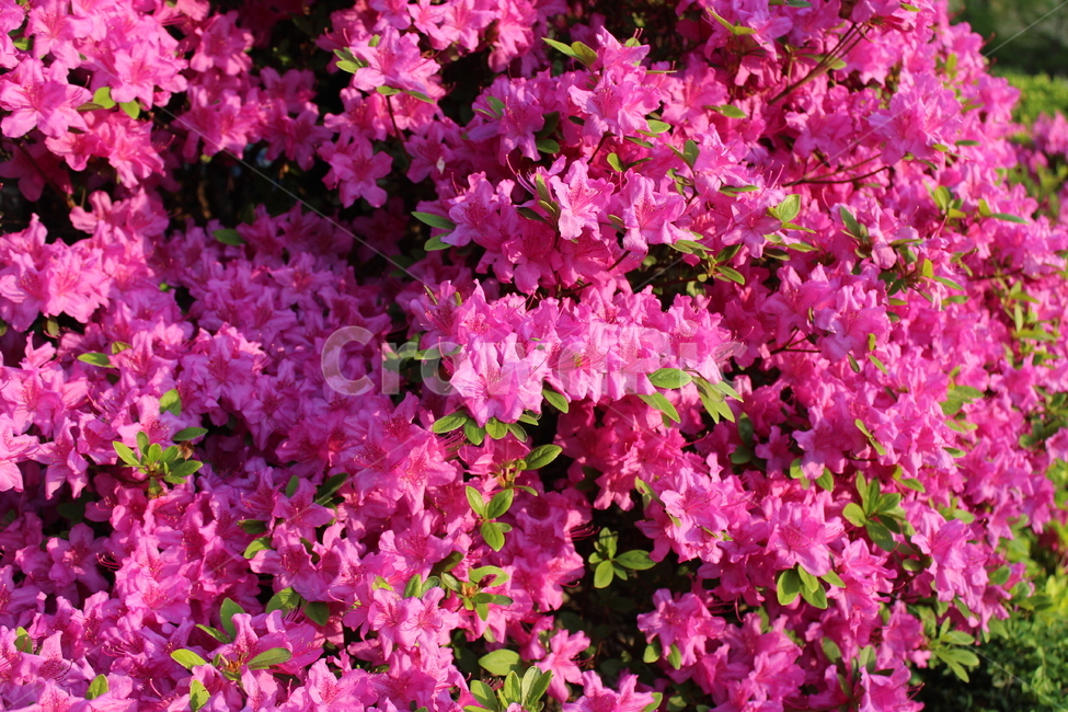 꽃,철쭉,야생화,길꽃,진달래,봄,계절,spring,season,식물,자연,plants,nature,꽃,flower,plant,blossom,geranium,제라늄