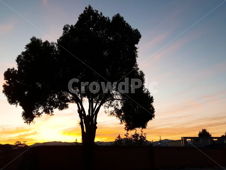 자연,outdoors,옥외,sunset,redsky,붉은하늘,sky,하늘,dusk,황혼,풍경,tree,plant,식물,실루엣,햇빛,sunlight,silhouette,일몰,식물,자연,plants,nature,나무,trees,wood,실루엣,그림자,silhouette,shadow